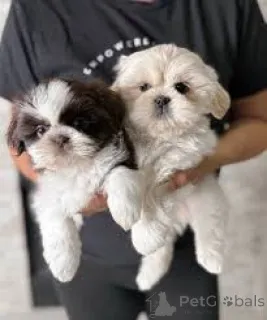 Фото №1. ши-тцу - купить в Милане за 64937₽. Объявление №165806