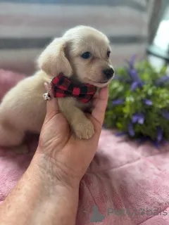 Фото №4. Продажа таксу в Кракове заводчик - цена договорная