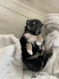 Фото №4. Продажа сибирского хаски в Минске частное объявление - цена Бесплатно