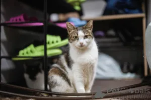 Дополнительные фото: Очаровательная Ария ищет дом.