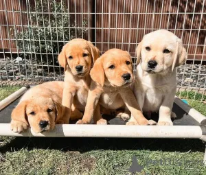 Фото №1. лабрадор-ретривер - купить в Франкфурт за договорная. Объявление №139189