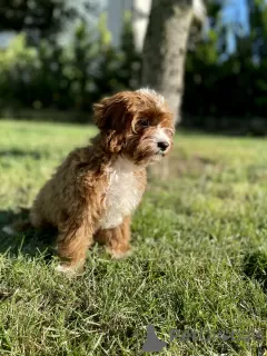 Дополнительные фото: Cavapoo Poodle & Cavalier Красивая сука Добро пожаловать!!