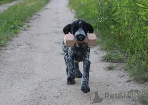 Фото №1. дратхаар - купить в Варшаве за 111320₽. Объявление №146397