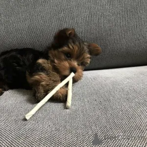 Фото №3. Чистокровные щенки йорка, свяжитесь с WhatsApp по телефону 447450021323..  Финляндия