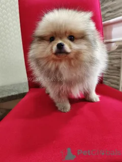 Дополнительные фото: Настоящий, компактный померанский шпиц с родословной FCI.