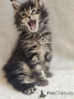 Фото №1. мейн-кун - купить в Brownshwayg за Бесплатно. Объявление №145309