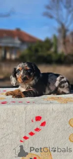 Фото №3. Длинношерстная такса.  Сербия