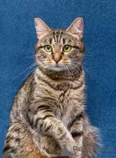 Фото №3. Малышка Муся ищет дом и любящее сердце. Россия