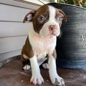 Фото №1. бостон-терьер - купить в Девентер за договорная. Объявление №165208