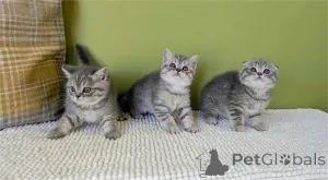 Фото №1. шотландская вислоухая (скоттиш фолд) - купить в Погода за 32468₽. Объявление №153769