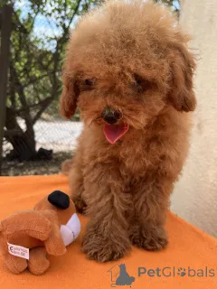 Фото №3. Toy poodle's girl.  Украина