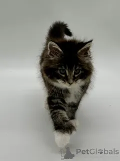 Дополнительные фото: Мейн кун девочка