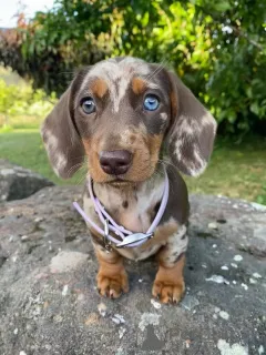 Дополнительные фото: Милая, умная и дерзкая Лола, сердце такое же теплое, как и ее объятия!