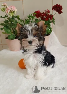 Фото №3. Бродяга.  Турция