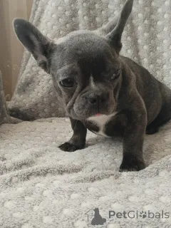 Дополнительные фото: Французский бульдог