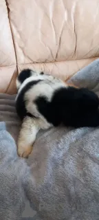 Фото №4. Продажа ньюфаундленда в Cuijk частное объявление - цена 35251₽