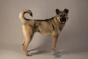 Фото №2 к объявлению №146686 о продаже беспородную - купить в России частное объявление