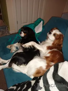 Дополнительные фото: Щенки кавалер-кинг-чарльз-спаниеля