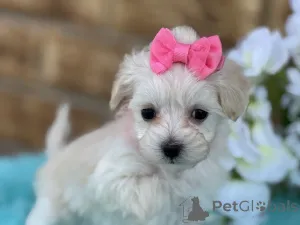 Фото №1. мальтипу - купить в Зальцбург за 83490₽. Объявление №149582