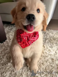 Фото №1. золотистый ретривер - купить в Мюнхене за договорная. Объявление №158757