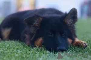 Фото №3. Чистокровные щенки немецкой овчарки, преданные, умные и дружелюбные к семье!.  Германия