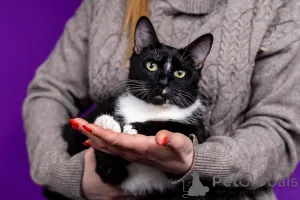 Дополнительные фото: шикарные кошки ищут дом! Кому близнецов?