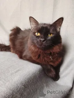 Дополнительные фото: Дотти ищет дом!