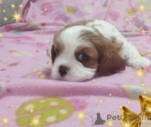 Дополнительные фото: Щенки кавалер кинг чарльз спаниель
