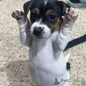 Фото №2 к объявлению №165563 о продаже джек-рассел-терьера - купить в Великобритании частное объявление, заводчик