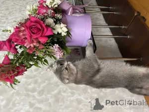 Дополнительные фото: Отдам кота в добрые руки (Баку)