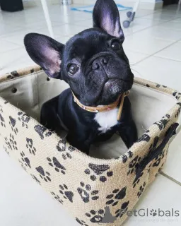 Фото №2 к объявлению №163573 о продаже  - купить в Италии 