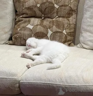 Дополнительные фото: ДЕВОЧКА ИЩЕТ СВОЙ ДОМ