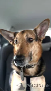 Фото №2 к объявлению №165143 о продаже беспородную - купить в России частное объявление