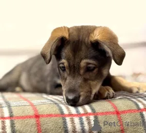 Дополнительные фото: Веселый, ласковый щенок Мартин ищет дом