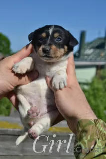 Дополнительные фото: Щенки Джек Рассел из питомника