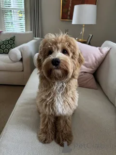 Фото №1. лабрадудль - купить в Айола за договорная. Объявление №159637