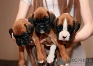 Фото №3. Rassehunde-boxerwelpen.  Германия