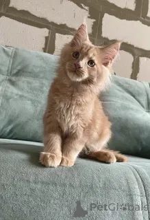 Дополнительные фото: Котята мейн-кун