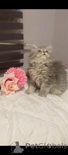 Фото №2 к объявлению №152329 о продаже британская длинношёрстная - купить в Турции частное объявление