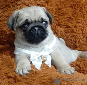 Дополнительные фото: Волшебная девочка мопсик!