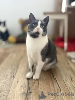 Фото №3. Очаровательная Ливи. Беларусь