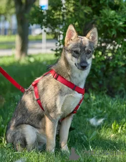 Фото №3. Леди собака, с которой легко и спокойно..  Россия