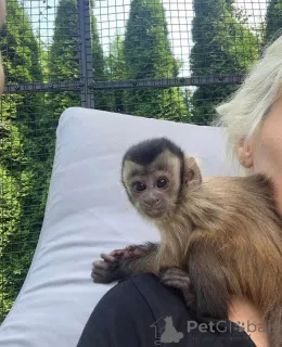 Фото №1.  - купить в Торонто за договорная. Объявление №161364