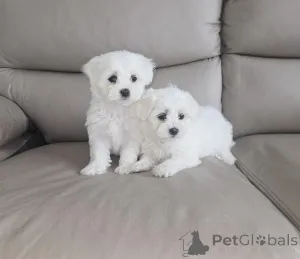 Фото №2 к объявлению №157225 о продаже мальтийскую болонку - купить в Франции 