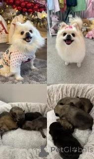 Фото №1.  - купить в Pano Lefkara за 31454₽. Объявление №161330