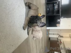 Фото №4. Продажа французского бульдога в Нью-Йорке частное объявление - цена 144949₽