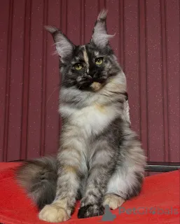 Дополнительные фото: Лунные глаза, молчаливая грация Луны превращают каждую ночь в волшебство.