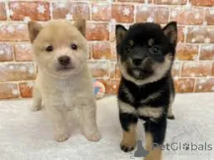 Фото №4. Продажа сиба-ину в Берлине частное объявление, заводчик - цена 64937₽