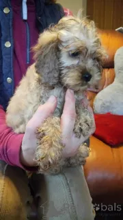 Фото №1. американский кокер-спаниель - купить в Бохум за 37107₽. Объявление №149066