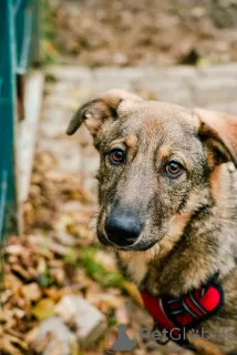 Дополнительные фото: Щенок Сэнди в добрые руки